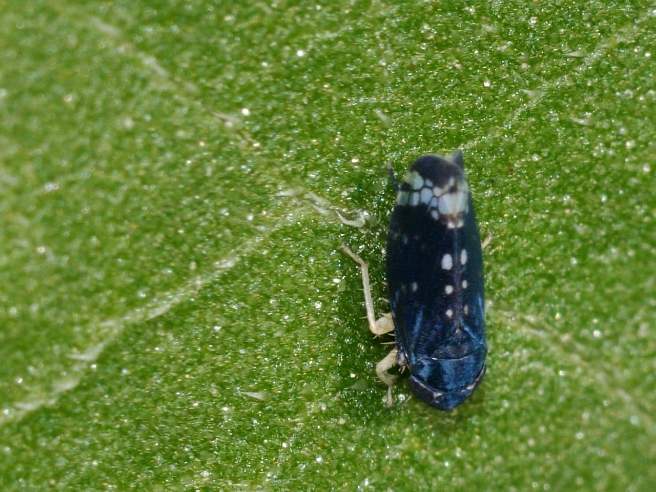 Cicadella blu - Neoaliturus cf fenestratus